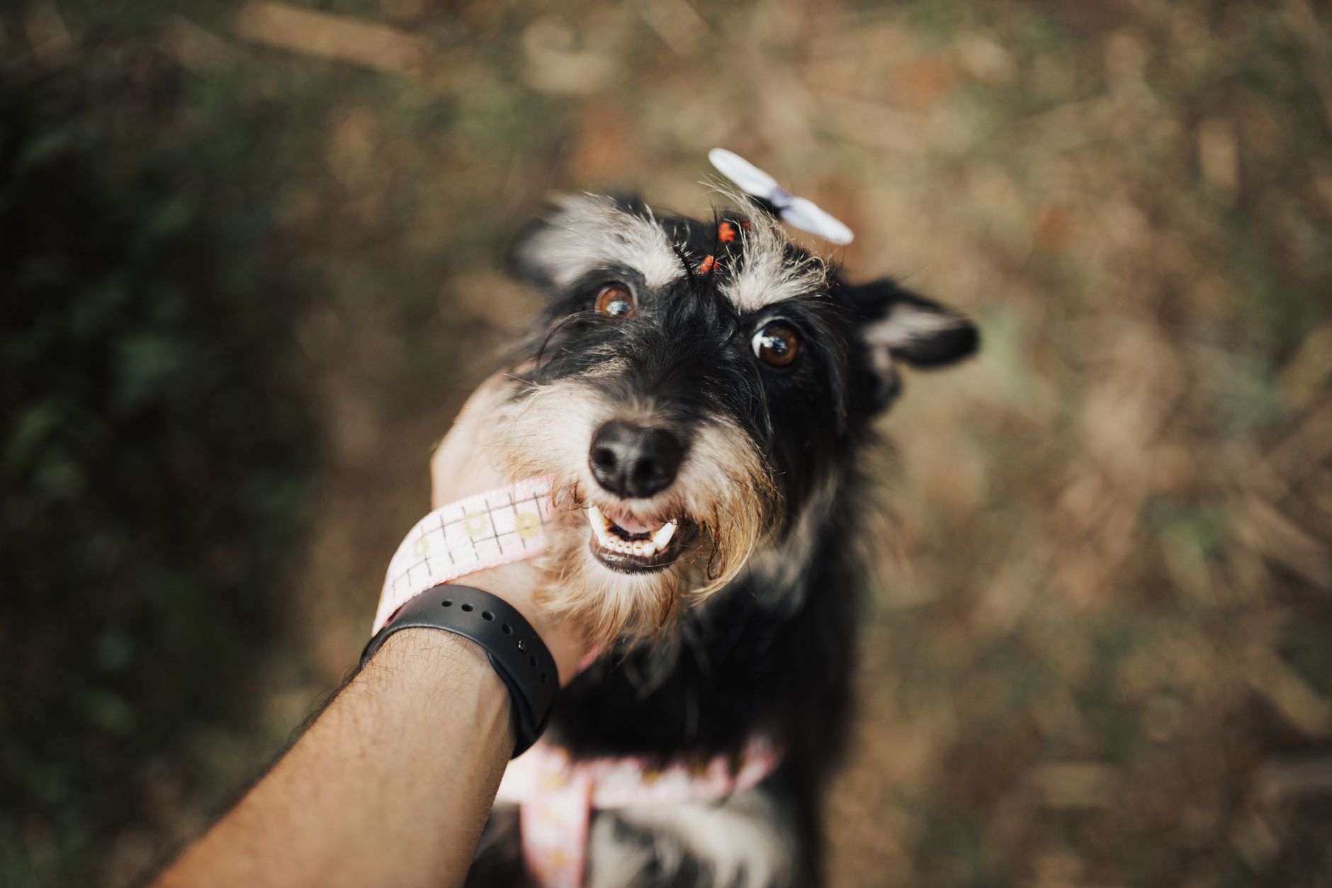 Paw related scene photograph
