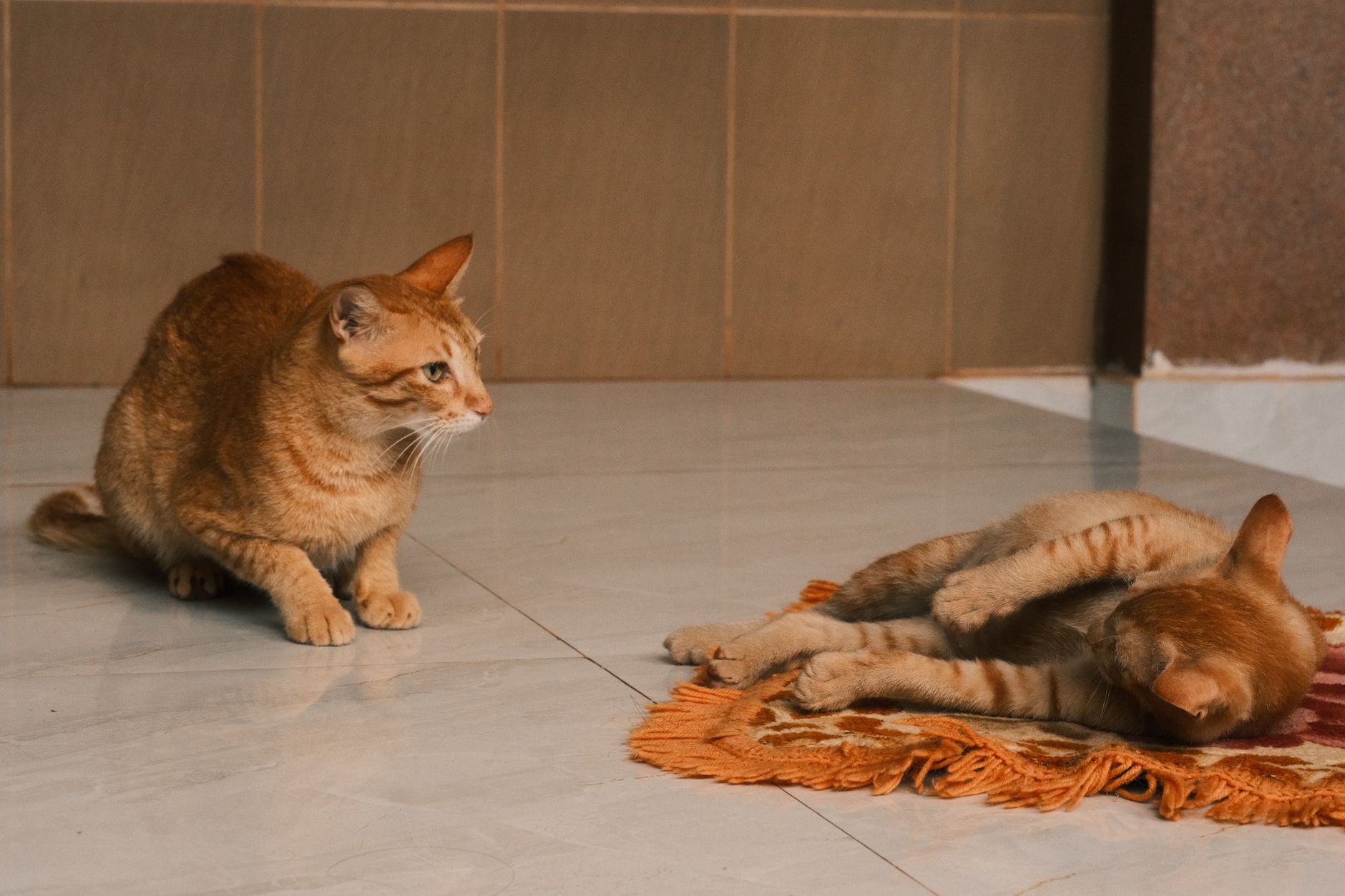 max-bone related scene photograph