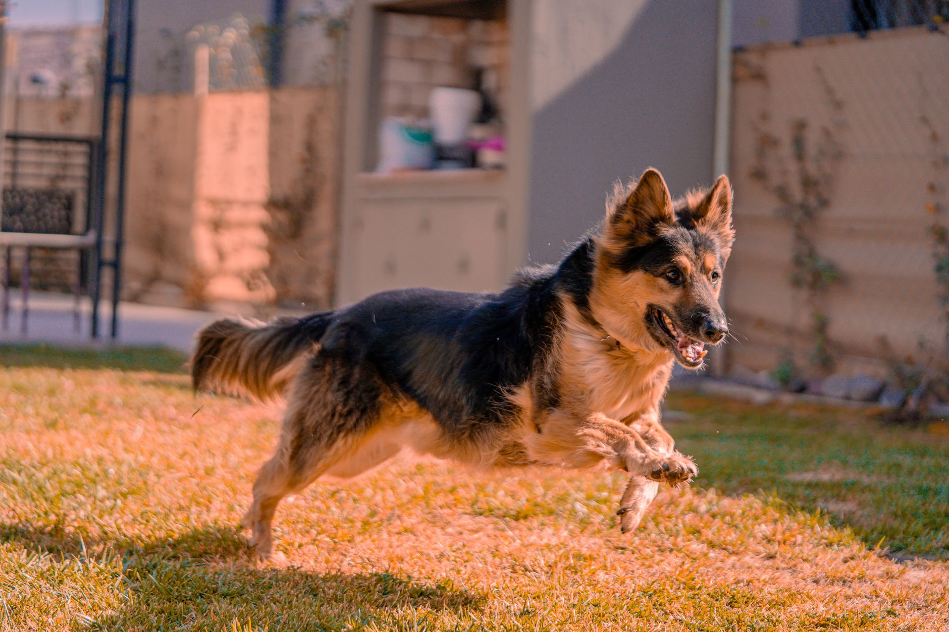 EzyDog  related scene photograph