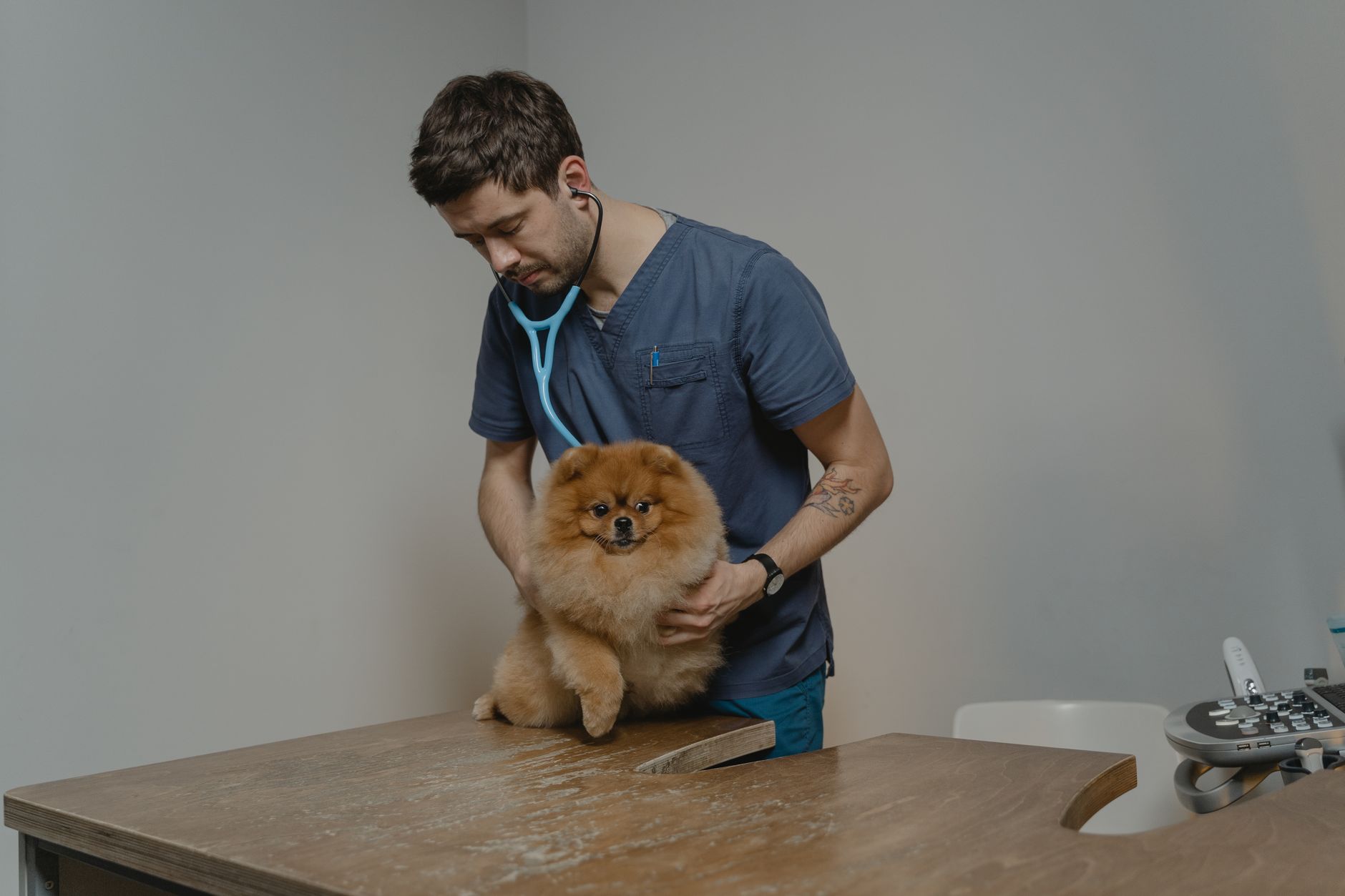 CatSpot related scene photograph