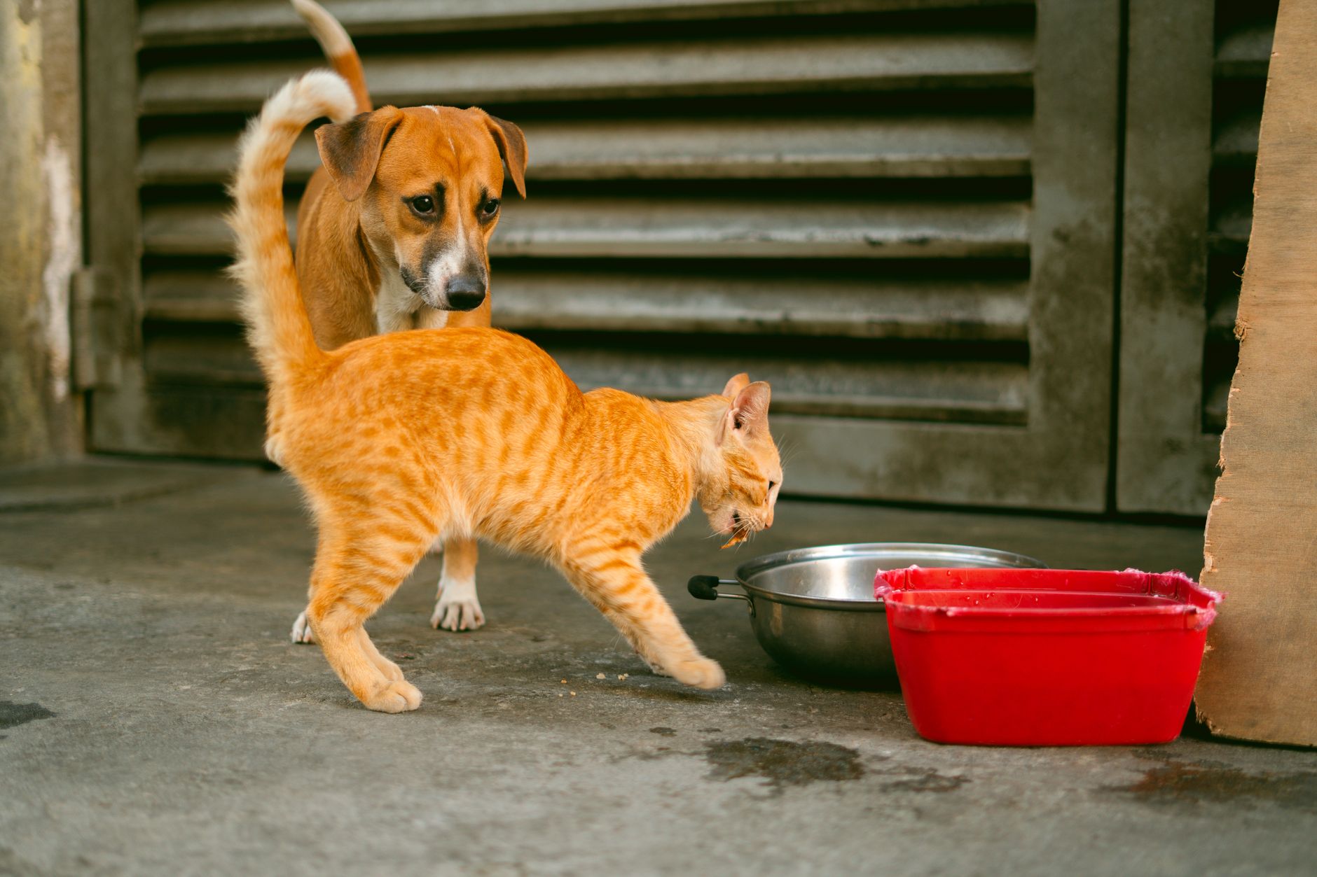 Bodhi Dog related scene photograph