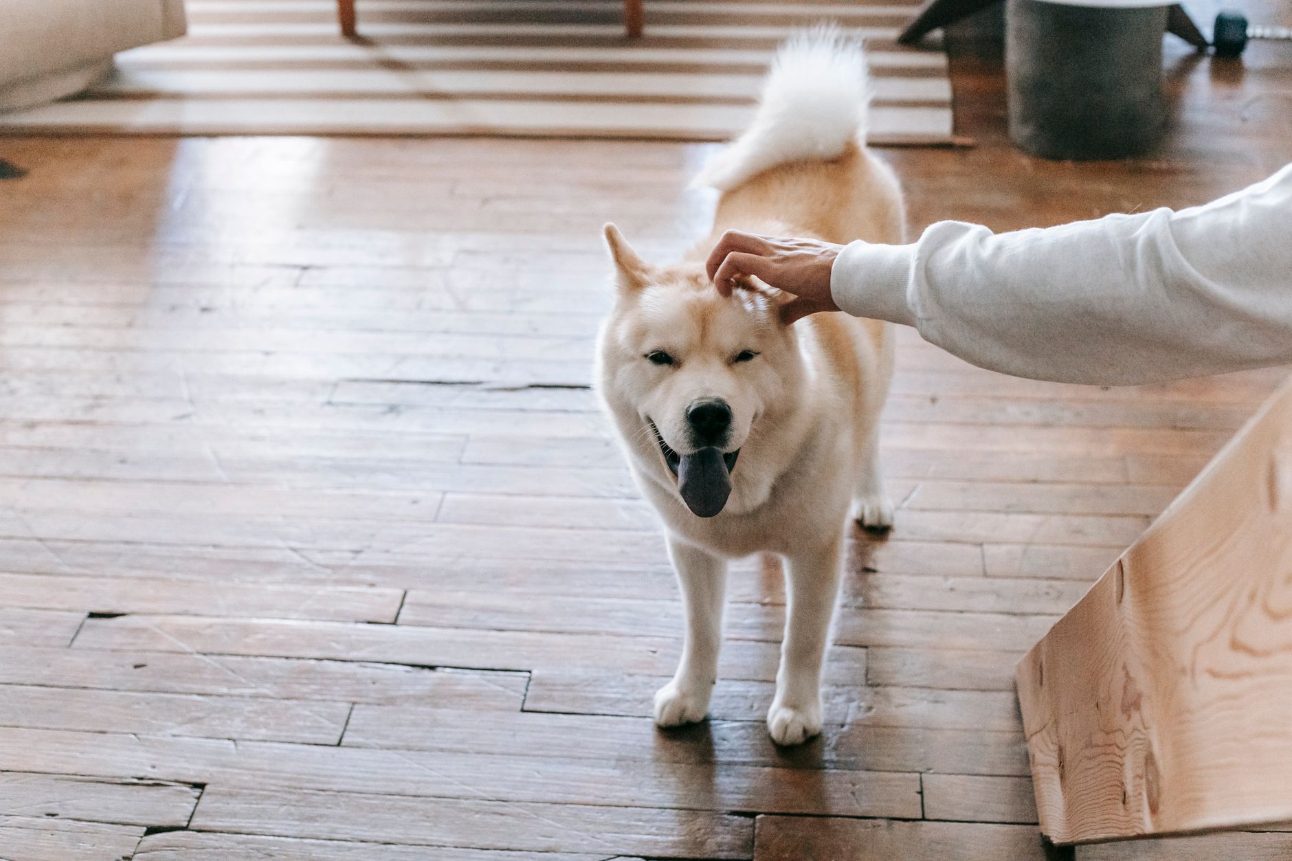 SATELLAI Pet Tech Affiliate Program related scene photograph