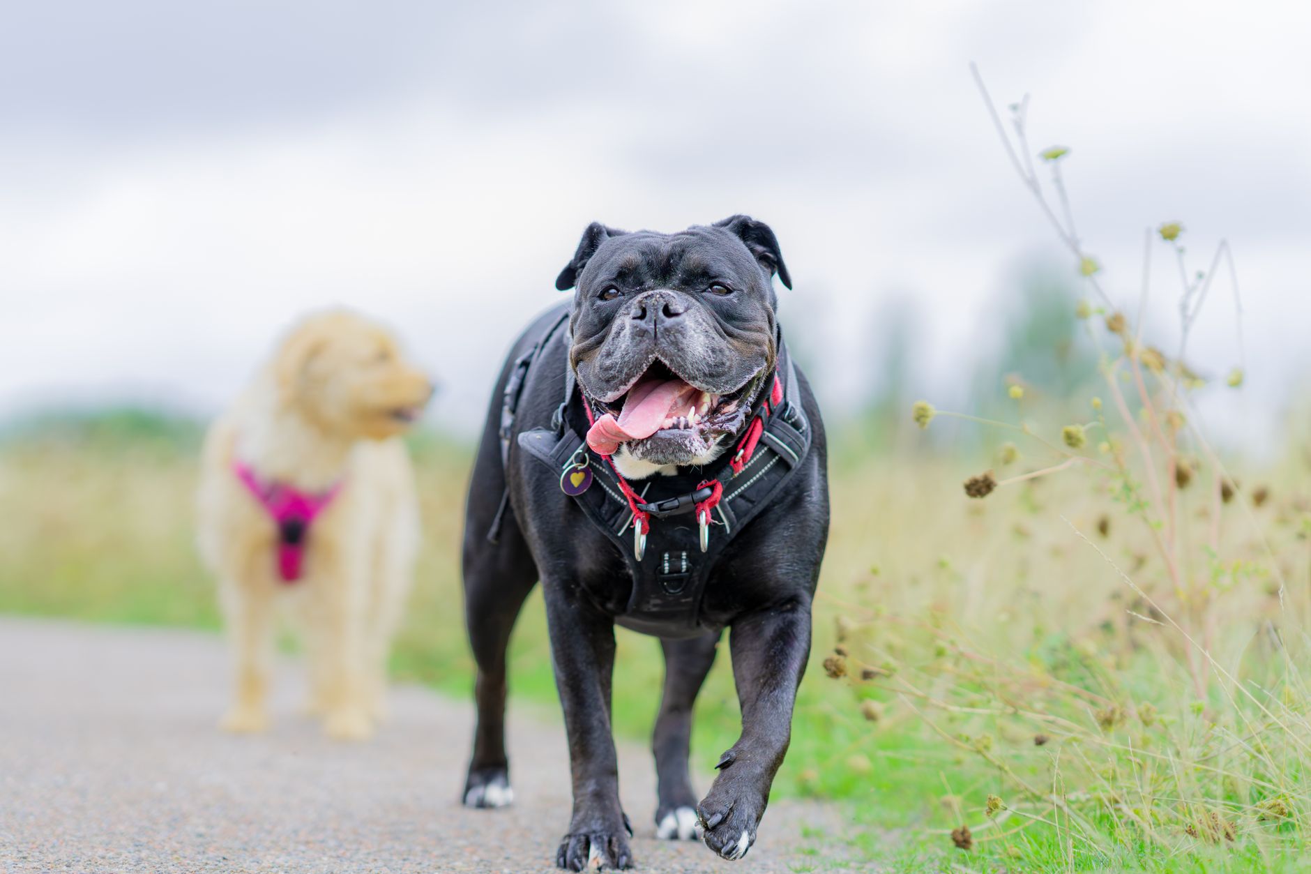 Superior Care Pet related scene photograph