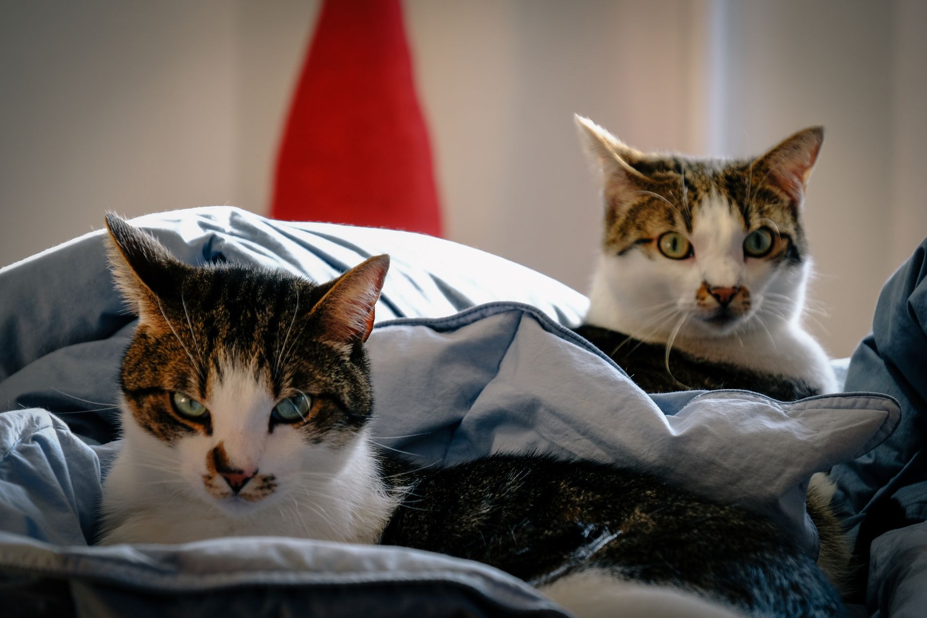 RestoraPet related scene photograph